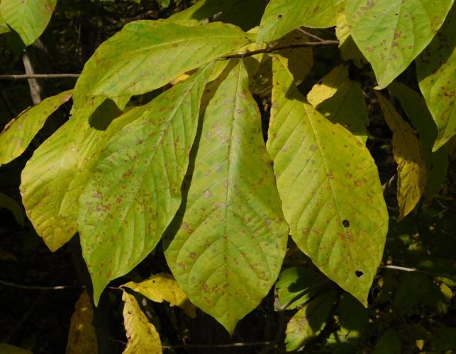 Pawpaw leaves in fall color