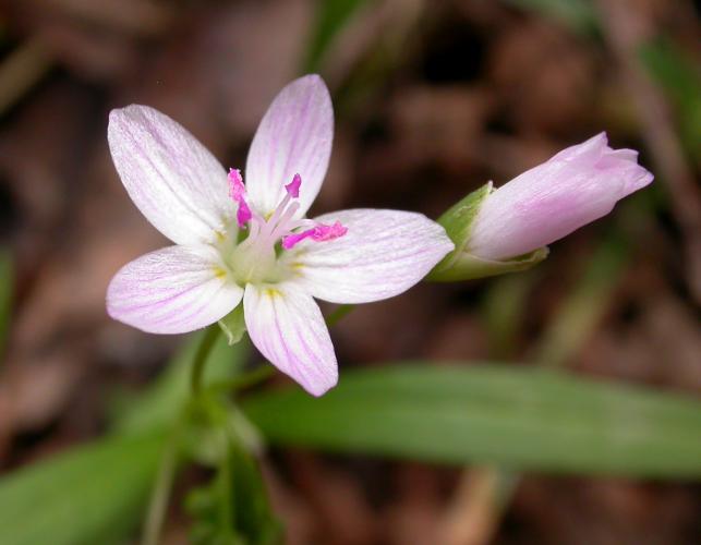 Spring beauty, open flower and a flower bud