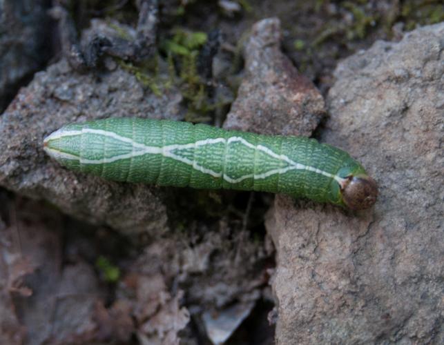 Oblique heterocampa moth caterpillar walking on dirt or rocks; green specimen with white diamond-shaped markings and brown head