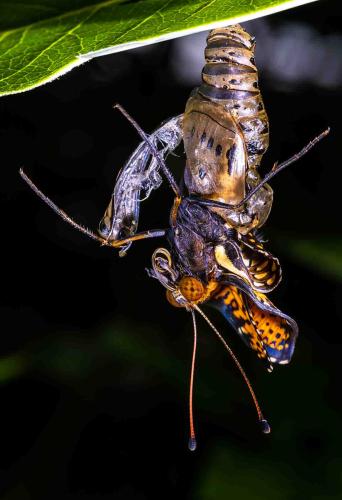 regal_fritillary coming out of a cocoon