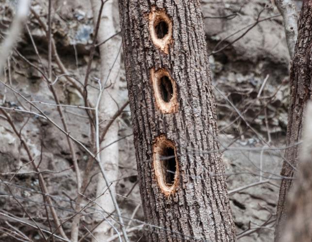 Tree trunk with three pileated woodpecker holes