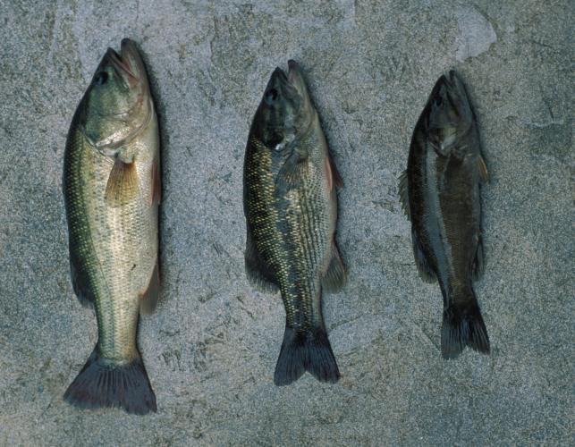 Left to right: largemouth, spotted and smallmouth bass
