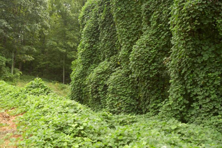 a huge mass of kudzu vines covering trees and ground