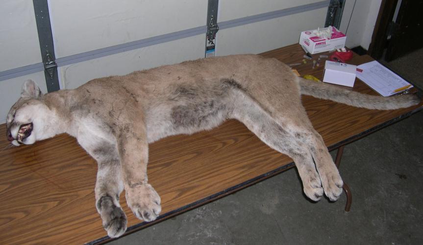 image of dead mountain lion
