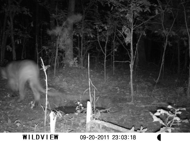 Photo of mountain lion at Rocky Creek 