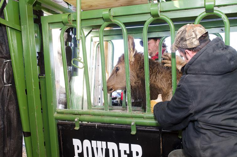 an elk in a cattle chute gets inspected before getting relocated to Missouri.