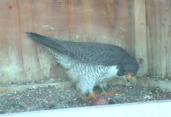 Peregrin falcon inspecting her egg