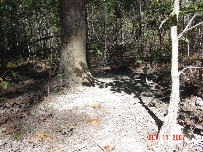 mud-caked tree trunk is evidence of rubbing by feral hogs