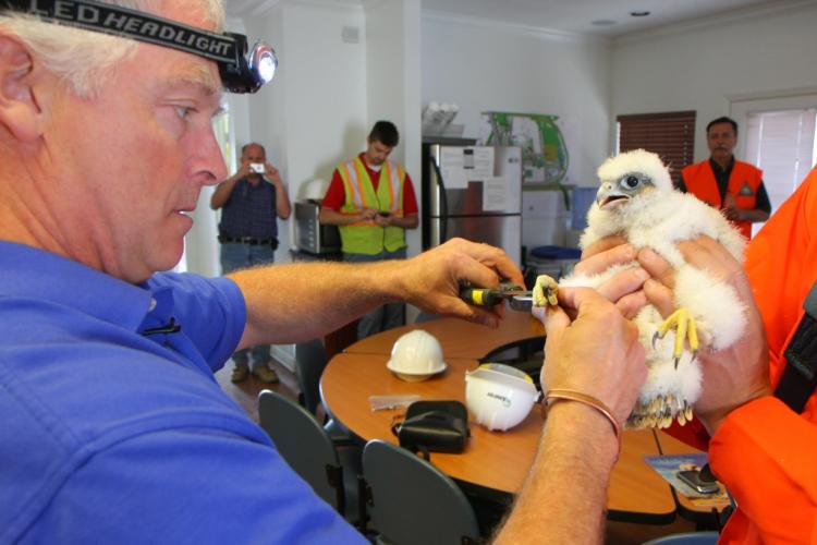 Jeff Meshach of World Bird Sanctuary Bands Falcon Chick