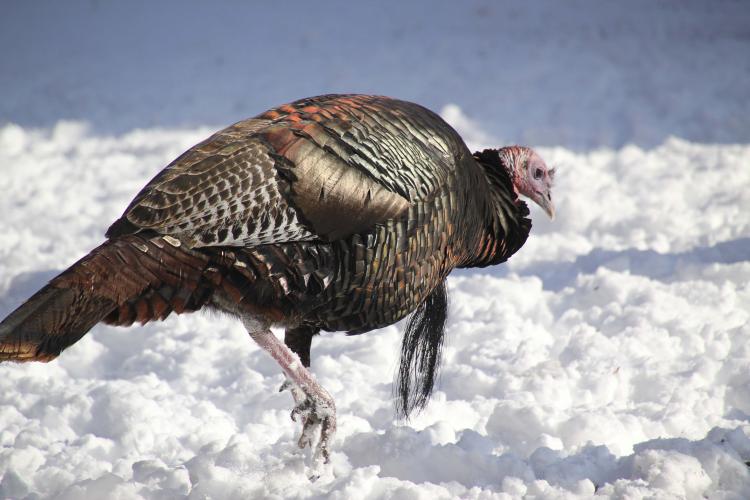 Turkey Walking In Snow