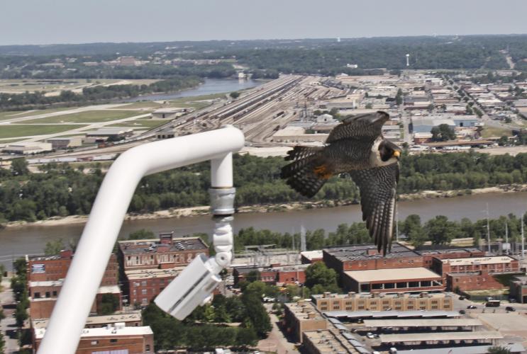 Kansas City Falcon Webcam