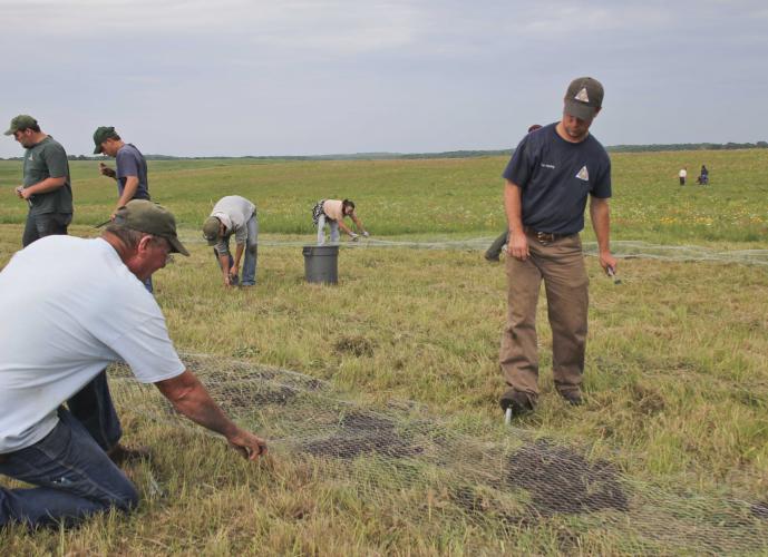 American burying beetle release at Wah’Kon-Tah Prairie