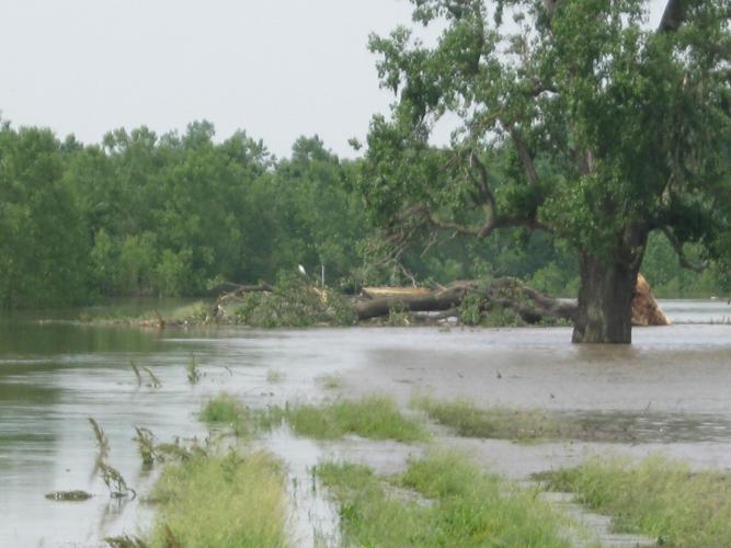 Champion cottonwood tree lying in floodwater