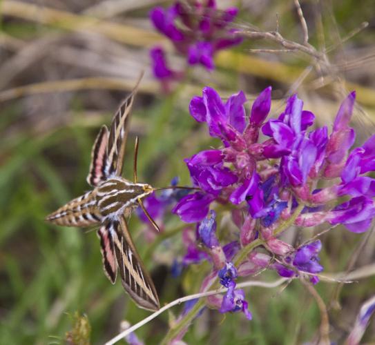 A sphinx moth sips nectar from a purple locoweed flower
