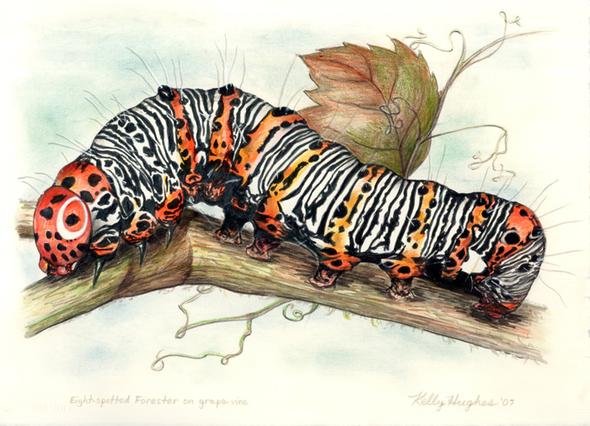 Caterpillars with Character