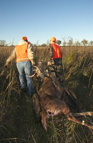 Two hunters drag a deer from the field.