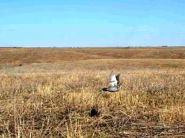 Prairie Chicken Flying