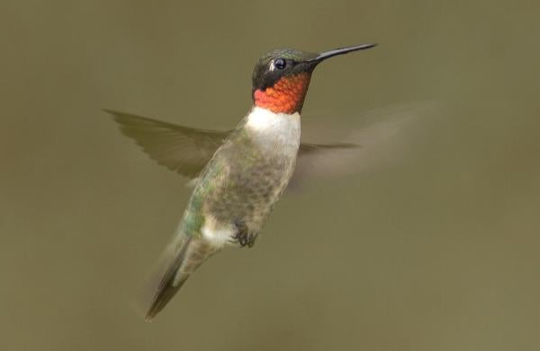 Ruby-throated Hummingbird in mid-flight
