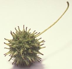 a round, green, spiny sweetgum fruit