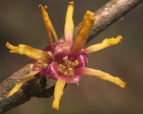 A witch-hazel flower. It has a red center and yellow spiky petals