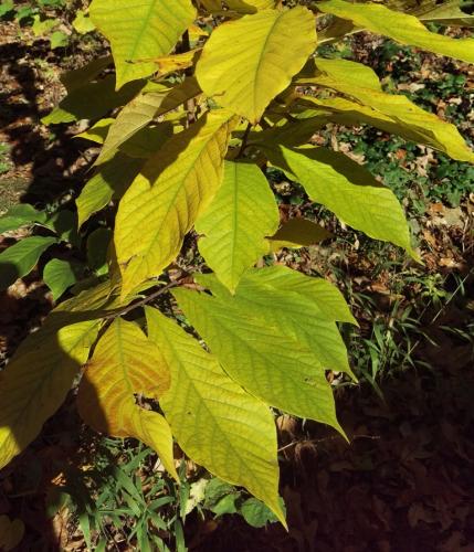 Photo of pawpaw leaves with yellowish green fall color.