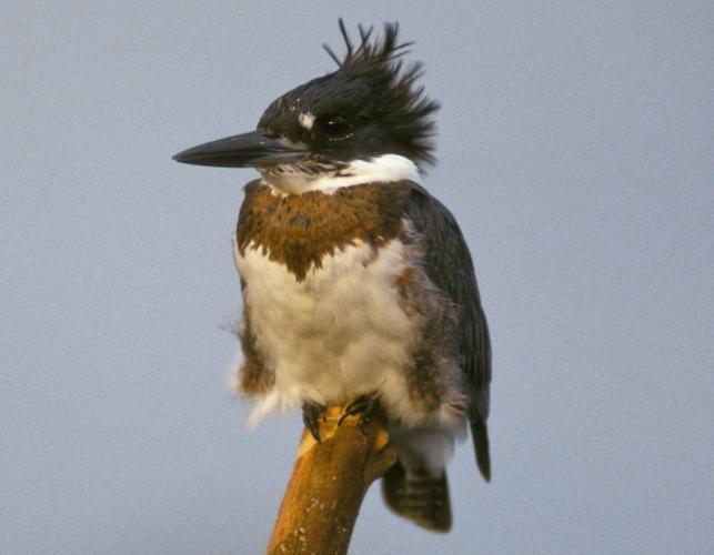 Photo of a belted kingfisher, perched on branch tip, front view.