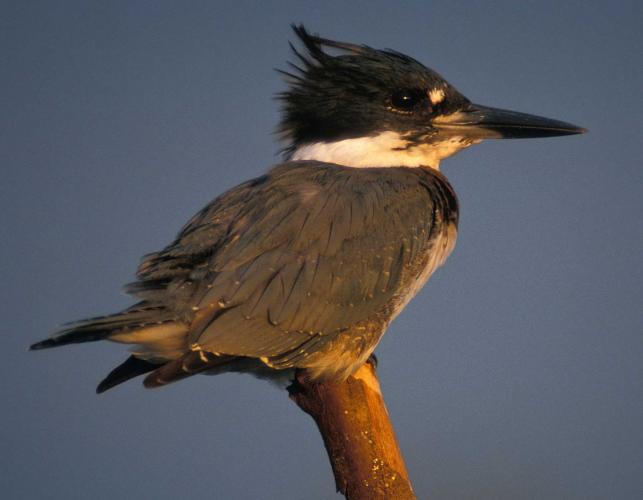 Photo of a belted kingfisher, perched on branch tip, in low sunlight.