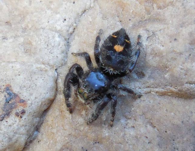 Photo of a bold jumping spider with an orangish abdomen spot