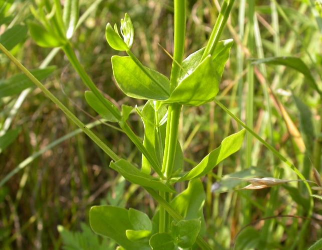 Photo of a rose gentian stalk with leaves