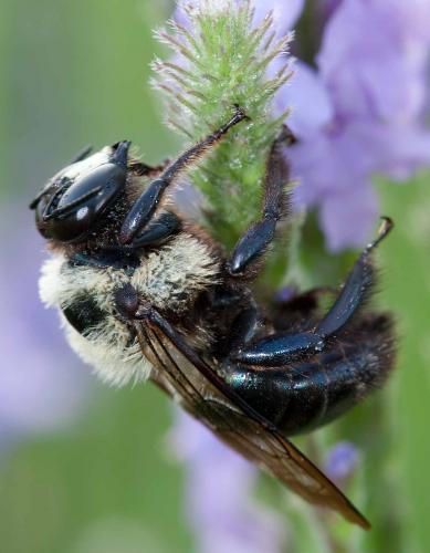 Male eastern carpenter bee on flower, glossy black abdomen visible