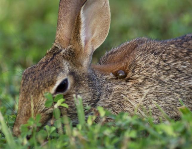 Eastern cottontail in grass with a visibly engorged tick on its neck