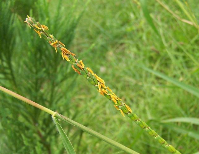 Photo of eastern gama grass flowering plant