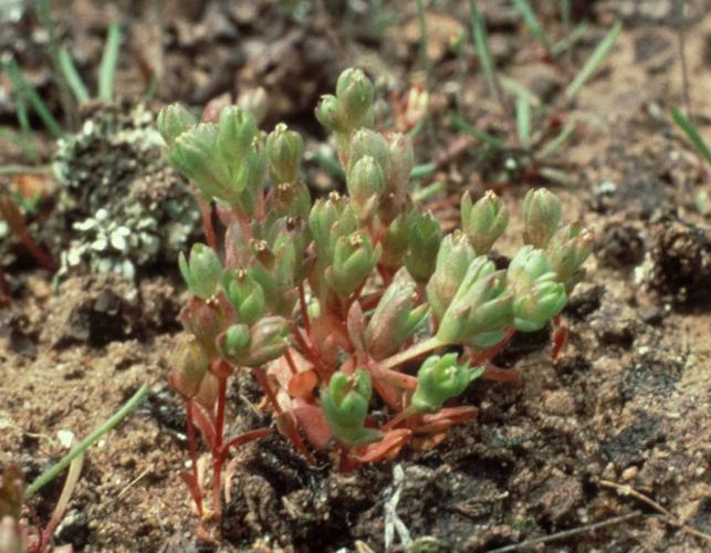 Photo of a geocarpon plant growing in sandy substrate