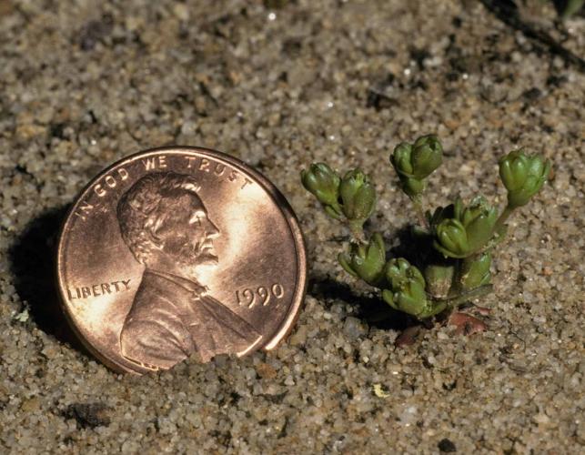 Photo of a geocarpon plant with a penny beside it for scale