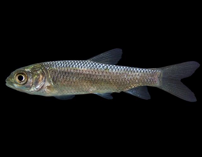 Grass carp juvenile, side view photo with black background