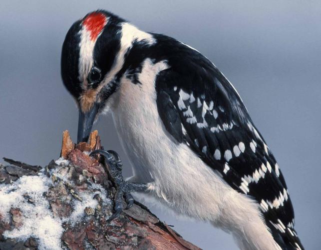 Photo of a hairy woodpecker foraging on a branch.