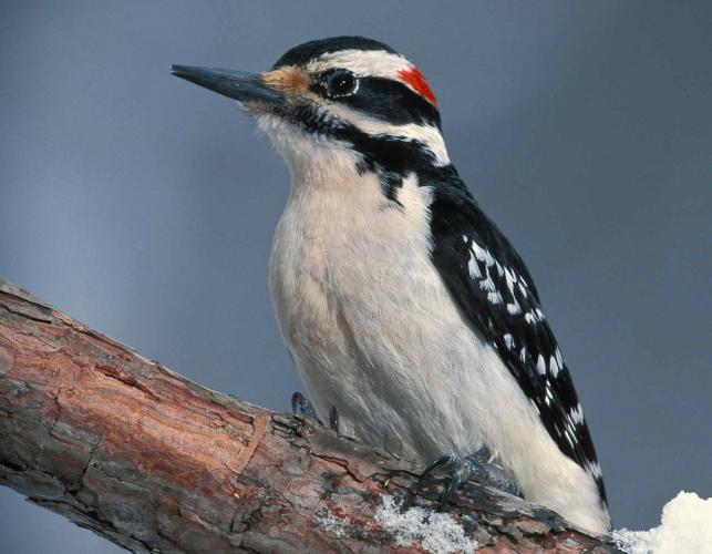 Photo of a hairy woodpecker perched on a branch, with good view of bill and head.