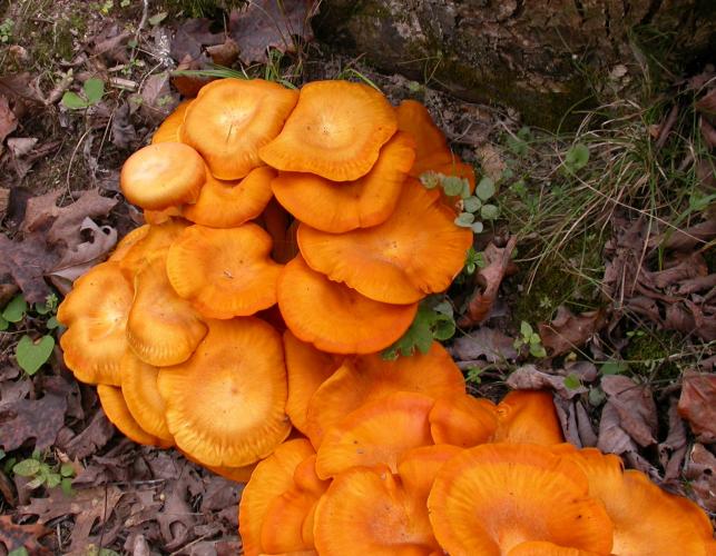 Photo of a cluster of jack-o'-lantern mushrooms growing at the base of a tree.