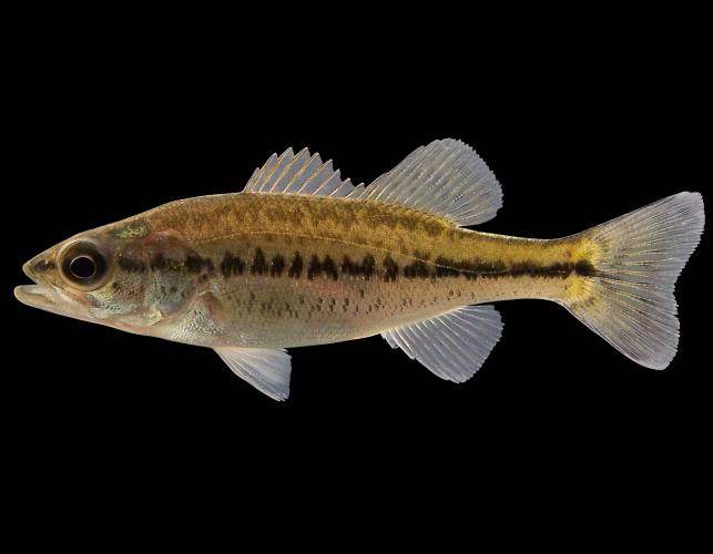 Largemouth bass juvenile, side view photo with black background