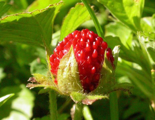 Photo of Indian strawberry fruit