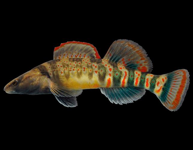 Niangua darter male, side view photo with black background