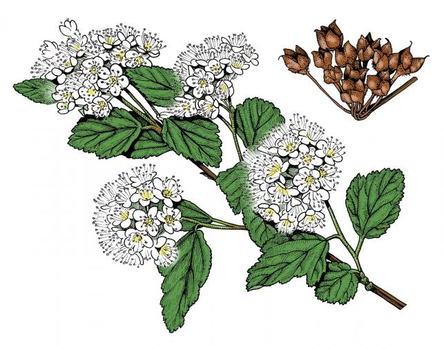 Illustration of ninebark leaves, flowers, fruits.