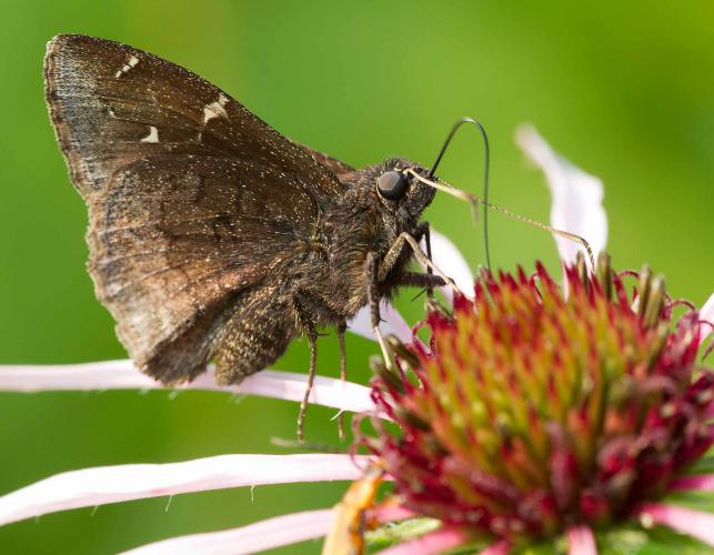 Northern cloudywing skipper nectaring on a pale purple coneflower