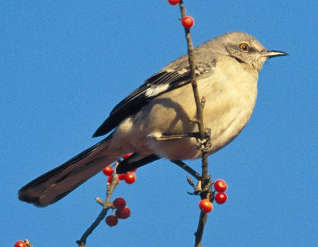 Photo of a mockingbird on a branch with bright sky blue background.