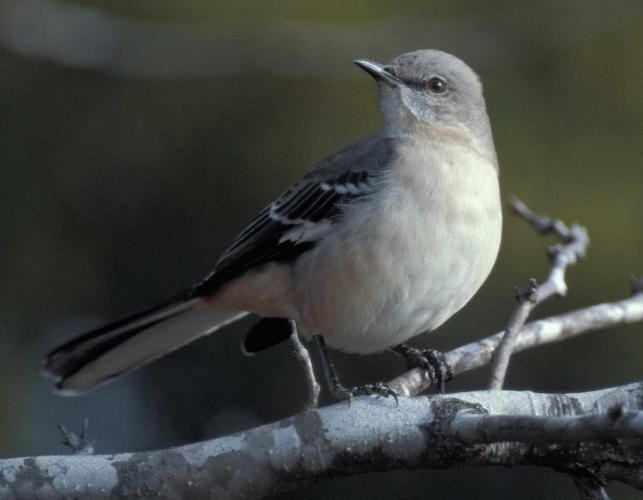 Photo of a northern mockingbird perched on a branch, head turned.