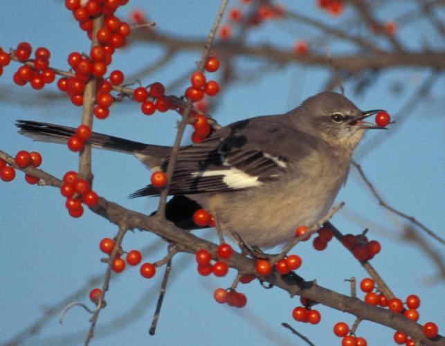 Photo of a northern mockingbird perched in a shrub, eating red berries.