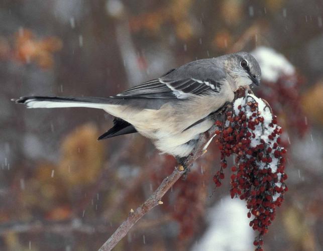 Photo of a northern mockingbird perched on a snowy cluster of sumac berries.