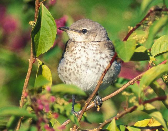 Photo of a young northern mockingbird.