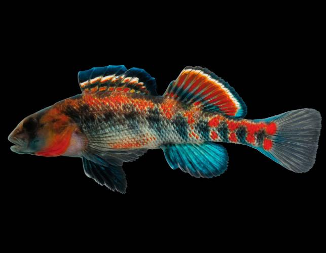 Orangethroat darter male in spawning colors, side view photo with black background