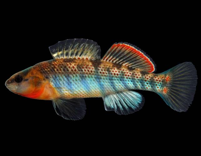 Ozark darter (orangethroat darter complex) male in spawning colors, side view photo with black background